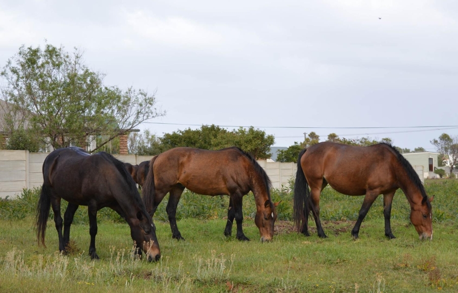 0 Bedroom Property for Sale in Fisherhaven Western Cape